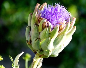 La alcachofa en flor
